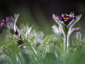pasque, Flowers, claret