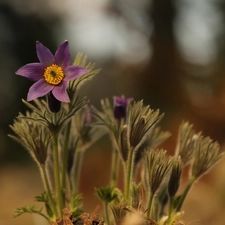 Colourfull Flowers, Buds, pasque, Violet, developed