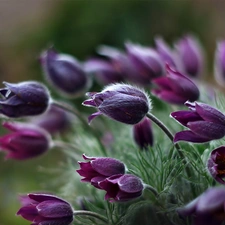 pasque, purple, Flowers