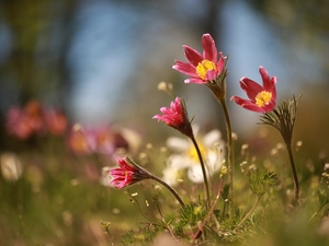 Pink, Flowers, rapprochement, pasque