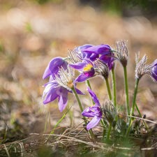 pasque, blooming, purple