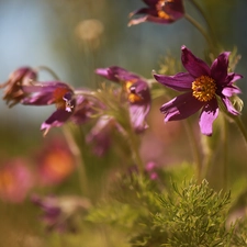 purple, bloom, Flowers, pasque