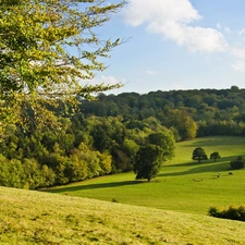 medows, animals, pasturage, woods