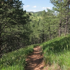 Path, pine, forest