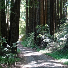 forest, Path