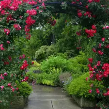 Garden, Path