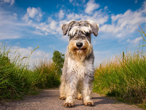 grass, miniature Schnauzer, Path