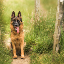 dog, Path, grass, German Shepherd