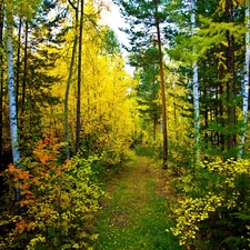 grove, pine, Path, birch
