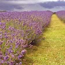 Path, Field, lavender