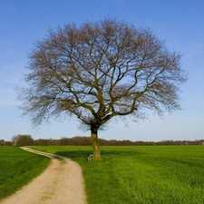 Path, trees, Green, grass, Meadow
