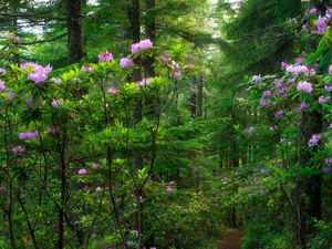 viewes, forest, Rhododendrons, Path, Bush, trees