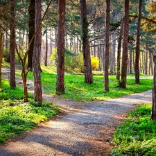 light breaking through sky, forest, Paths