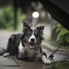 dog, Pavement, Umbrella, Border Collie