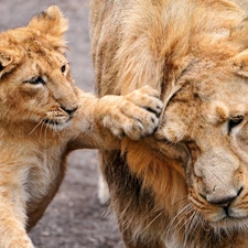 paw, Lion, young