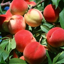 peaches, trees, robust