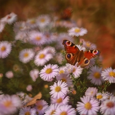 butterfly, Insect, Astra, Peacock