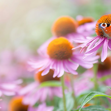 Flowers, butterfly, Peacock, echinacea