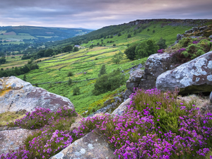 Peak District National Park, England, heathers, The Hills, rocks