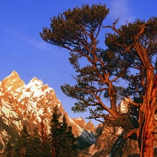 trees, Mountains, peaks, viewes