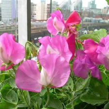 peas, Pink, fragrant