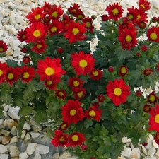 Flowers, Chrysanthemums, Pebble, Red