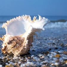 pebbles, shell, Beaches