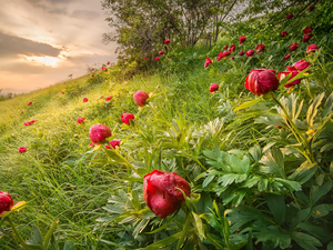 Flowers, slope, grass, peony