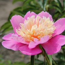 Pink, peony