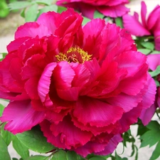 Pink, peony