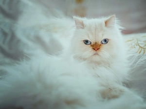 Blue, Eyes, fluffy, Persian Cat, White