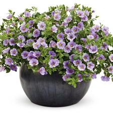 petunia, pot, Violet