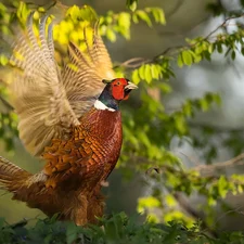 Bird, Twigs, Leaf, pheasant