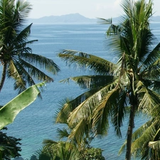 Philippines, Palms, Ocean