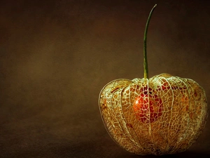 physalis