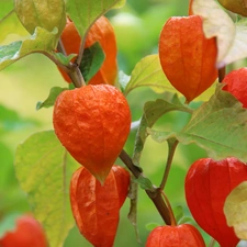 physalis bloated