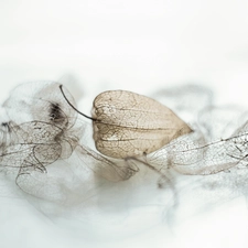 physalis bloated, dry