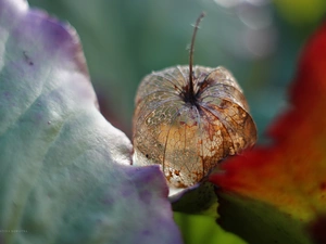 physalis bloated, plant