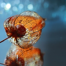 physalis bloated, reflection