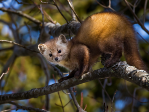 American Marten, branch pics