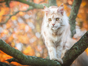 cat, trees, branch pics, Maine Coon