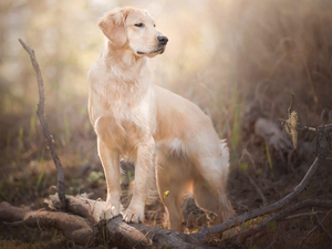 branch pics, dog, Golden Retriever