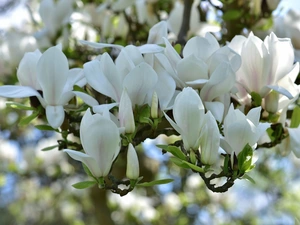branch pics, Flowers, Magnolia, White