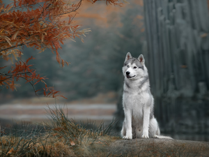 dog, trees, branch pics, Siberian Husky