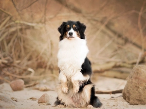 dog, Stones, branch pics, Australian Shepherd