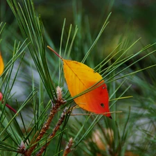 Autumn, needle, pine, leaves