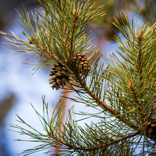 pine, Twigs, cones