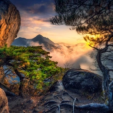 Sunrise, trees, Fog, viewes, roots, rocks, Mountains, pine