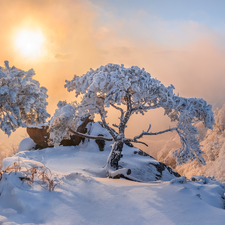 rocks, Snowy, Hazy, pine, winter, Mountains, sun