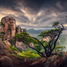 trees, rocks, clouds, pine, viewes, Mountains